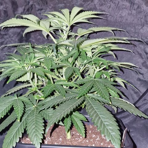 CG - El valle haze growlog timeline photo