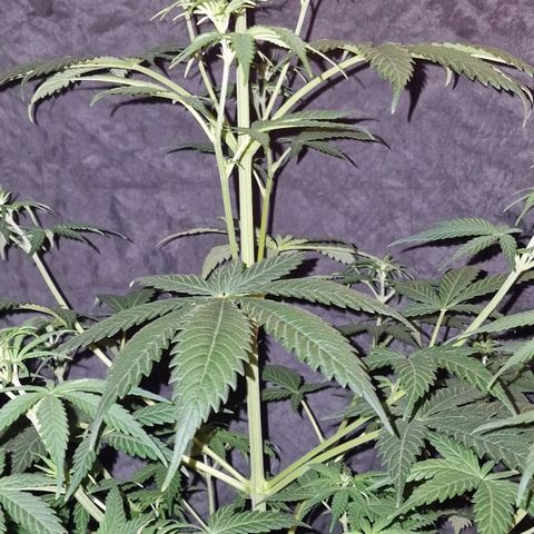 CG - El valle haze growlog timeline photo