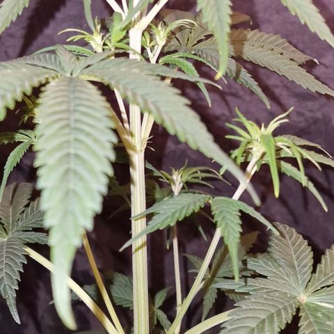 CG - El valle haze growlog timeline photo