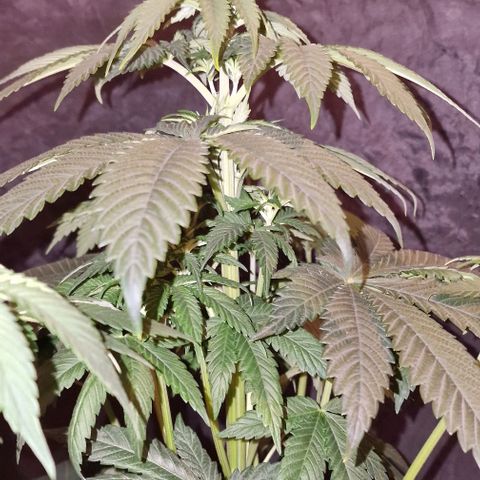 CG - El valle haze growlog timeline photo