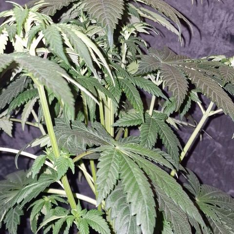 CG - El valle haze growlog timeline photo