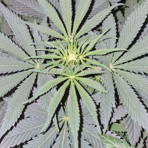 CG - El valle haze growlog timeline photo