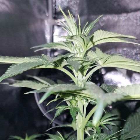 CG - El valle haze growlog timeline photo