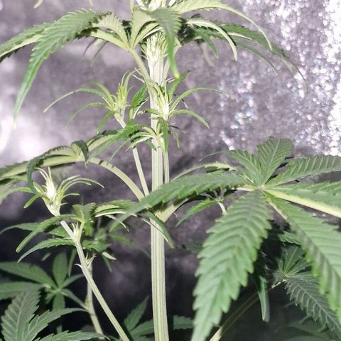 CG - El valle haze growlog timeline photo