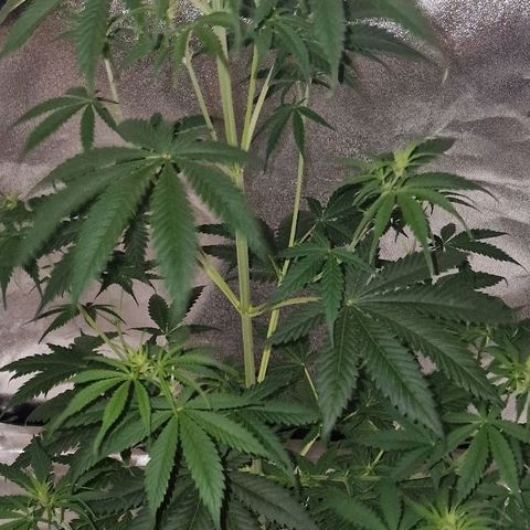 CG - El valle haze growlog timeline photo