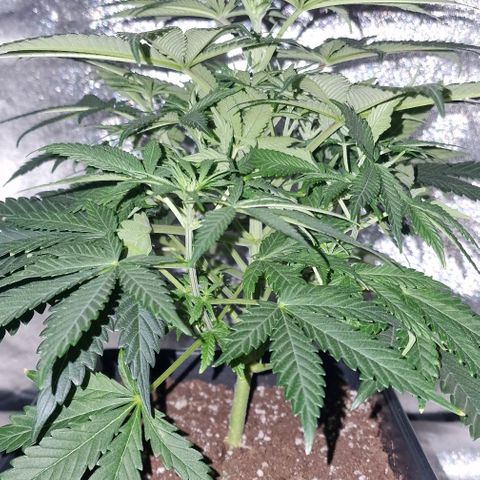 CG - El valle haze growlog timeline photo