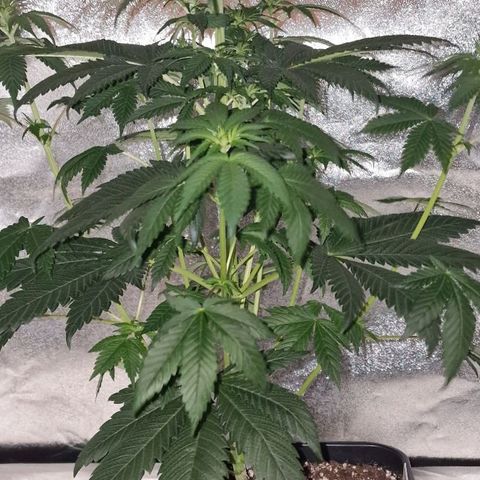 CG - El valle haze growlog timeline photo
