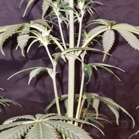 CG - El valle haze growlog timeline photo
