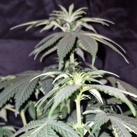 CG - El valle haze growlog timeline photo