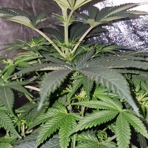 CG - El valle haze growlog timeline photo