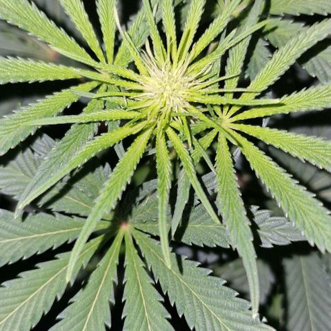 CG - El valle haze growlog timeline photo