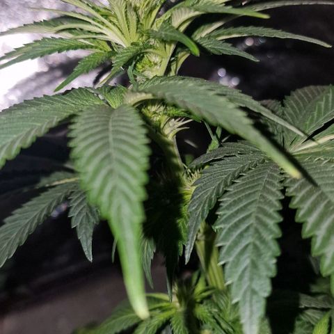 CG - El valle haze growlog timeline photo