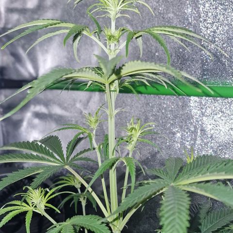 CG - El valle haze growlog timeline photo