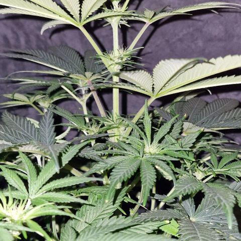 CG - El valle haze growlog timeline photo