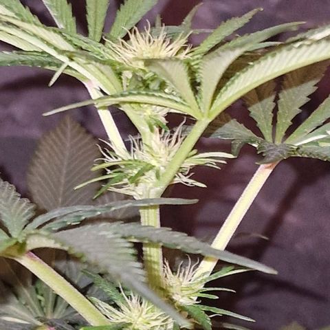 CG - El valle haze growlog timeline photo