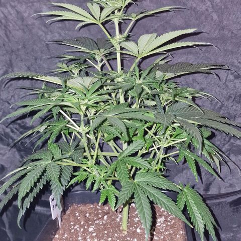 CG - El valle haze growlog timeline photo
