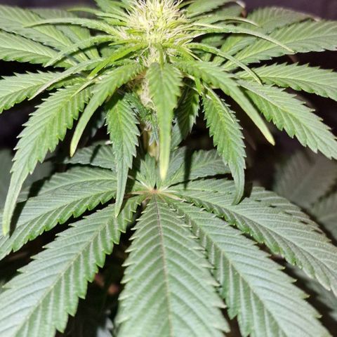 CG - El valle haze growlog timeline photo
