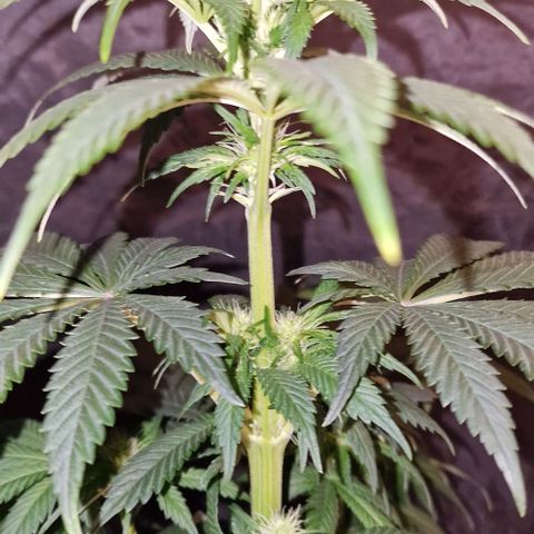 CG - El valle haze growlog timeline photo