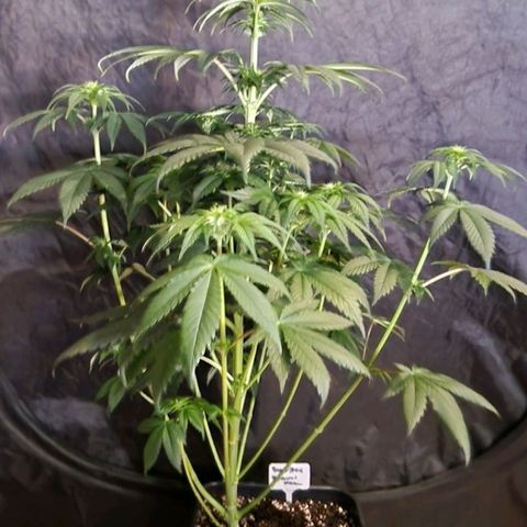 CG - El valle haze growlog timeline photo