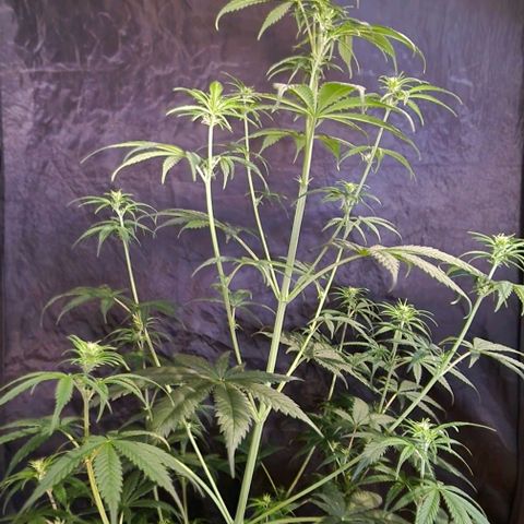 CG - El valle haze growlog timeline photo