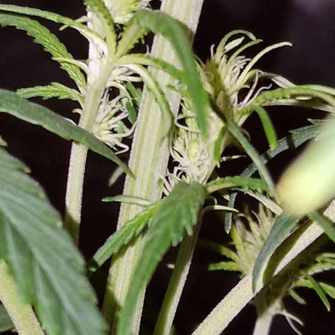 CG - El valle haze growlog timeline photo