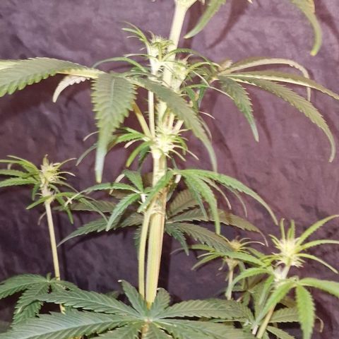 CG - El valle haze growlog timeline photo