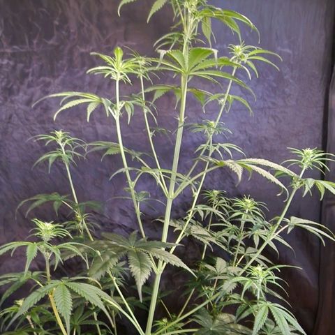 CG - El valle haze growlog timeline photo