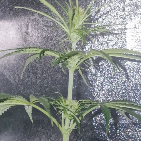 CG - El valle haze growlog timeline photo