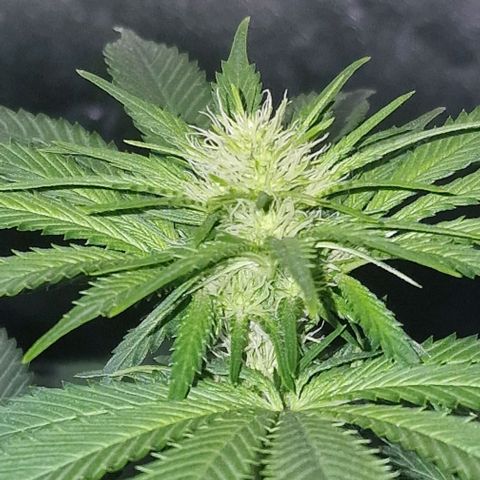 CG - El valle haze growlog timeline photo
