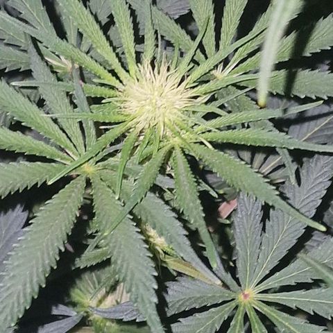 CG - El valle haze growlog timeline photo