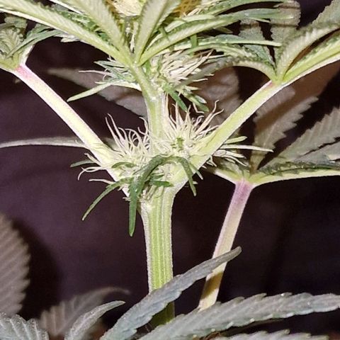 CG - El valle haze growlog timeline photo