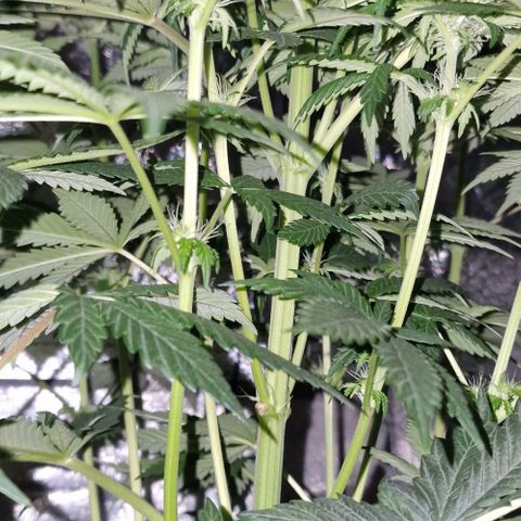 CG - El valle haze growlog timeline photo