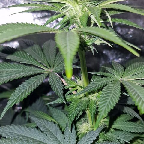 CG - El valle haze growlog timeline photo