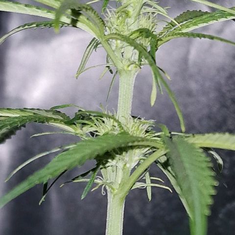 CG - El valle haze growlog timeline photo