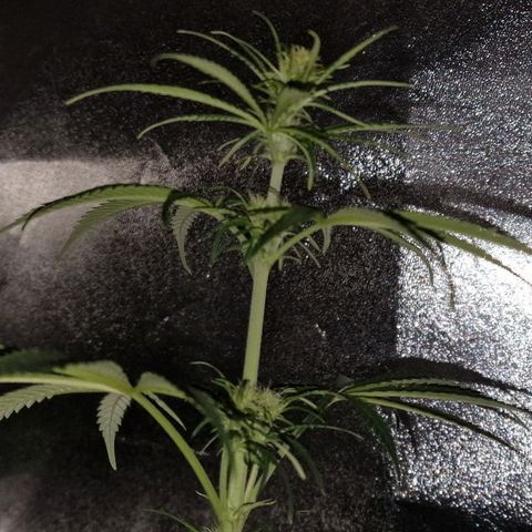 CG - El valle haze growlog timeline photo