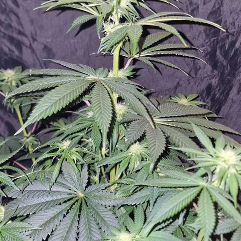 CG - El valle haze growlog timeline photo