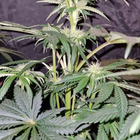 CG - El valle haze growlog timeline photo