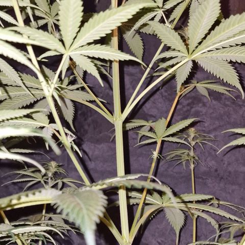 CG - El valle haze growlog timeline photo
