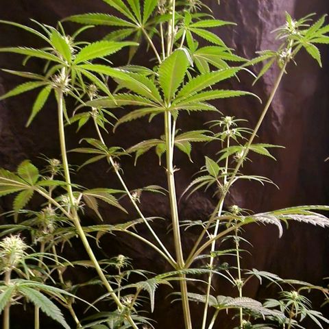 CG - El valle haze growlog timeline photo
