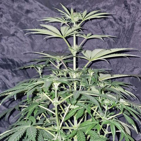 CG - El valle haze growlog timeline photo