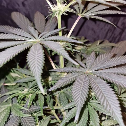 CG - El valle haze growlog timeline photo