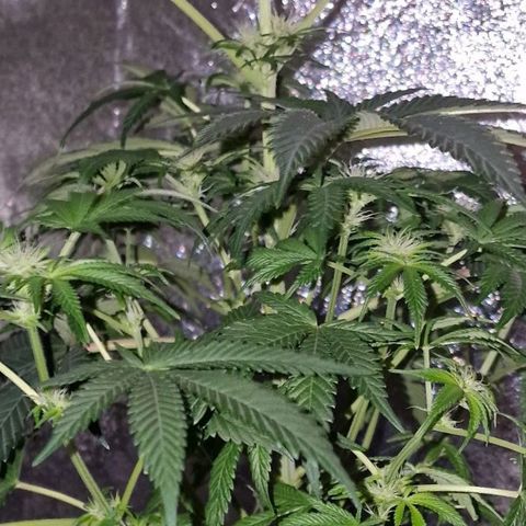 CG - El valle haze growlog timeline photo
