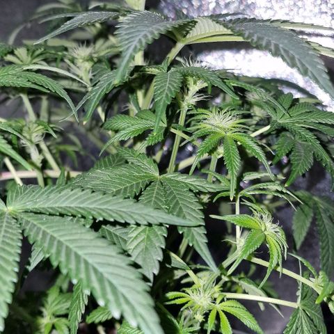 CG - El valle haze growlog timeline photo
