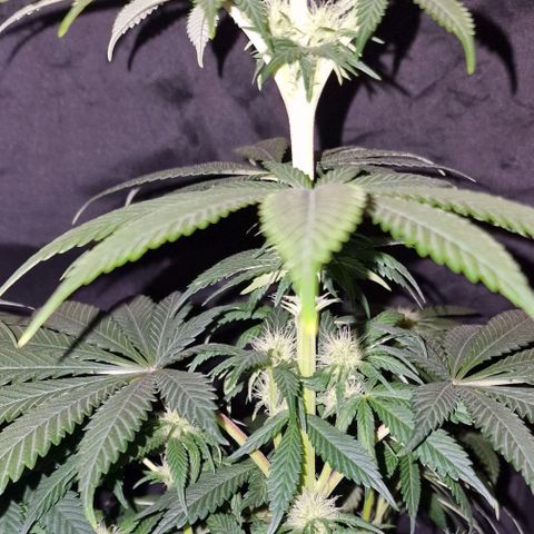 CG - El valle haze growlog timeline photo