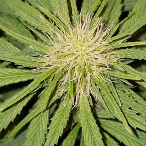 CG - El valle haze growlog timeline photo