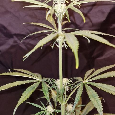 CG - El valle haze growlog timeline photo