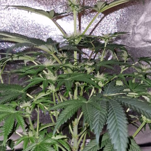 CG - El valle haze growlog timeline photo