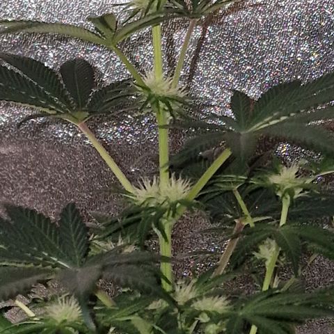CG - El valle haze growlog timeline photo