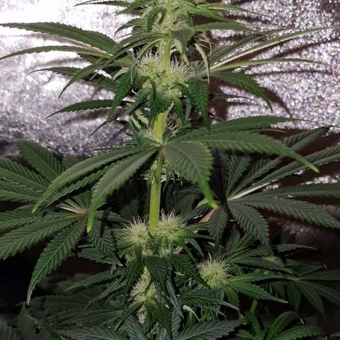 CG - El valle haze growlog timeline photo