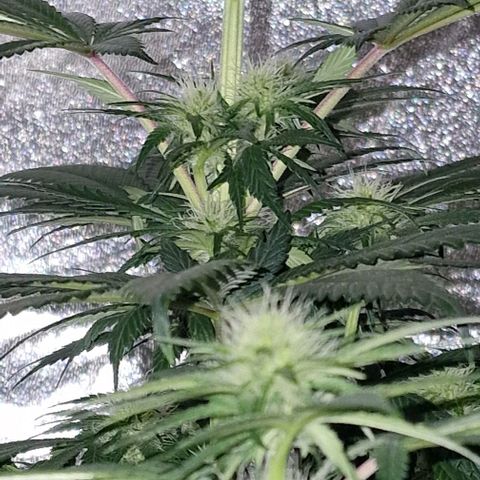 CG - El valle haze growlog timeline photo